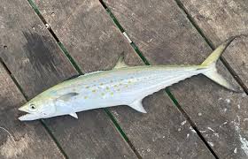 Image result for Scomberomorus maculatus