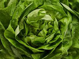 Image result for Kopfsalat