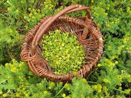 Attēlu rezultāti vaicājumam “Matricaria discoidea flower”