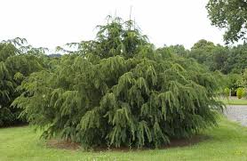 Attēlu rezultāti vaicājumam “Taxus baccata female flower”