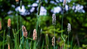 Attēlu rezultāti vaicājumam “Alopecurus pratensis flower”