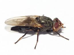 Attēlu rezultāti vaicājumam “Tetanops myopina”