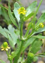 Attēlu rezultāti vaicājumam “Ranunculus sceleratus flower”