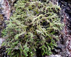 Attēlu rezultāti vaicājumam “Anaptychia ciliaris”