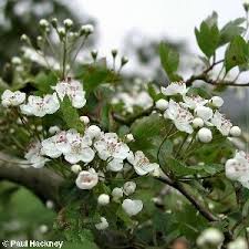 Attēlu rezultāti vaicājumam “Crataegus x macrocarpa leaf”