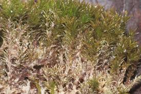 Attēlu rezultāti vaicājumam “Hymenostylium recurvirostrum”