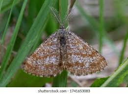 Attēlu rezultāti vaicājumam “Ematurga atomaria male”