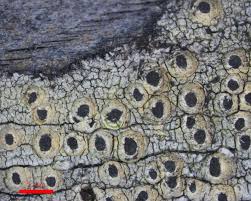Attēlu rezultāti vaicājumam “Calicium adspersum”
