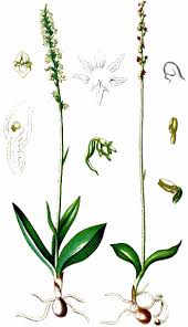 Attēlu rezultāti vaicājumam “Herminium monorchis flower”