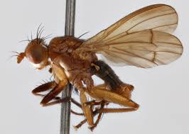 Attēlu rezultāti vaicājumam “Sciomyzidae”