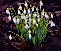 Attēlu rezultāti vaicājumam “Galanthus nivalis leaf”