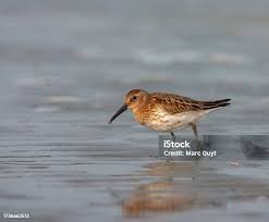 Attēlu rezultāti vaicājumam “Calidris alpina”
