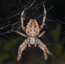 Attēlu rezultāti vaicājumam “Araneus diadematus eggs”