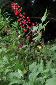 Image result for Christophskraut