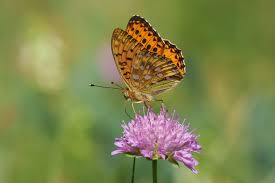 Attēlu rezultāti vaicājumam “Argynnis aglaja underside”