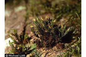 Attēlu rezultāti vaicājumam “Orthotrichum speciosum”