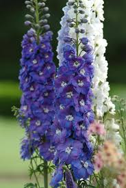 Attēlu rezultāti vaicājumam “Delphinium elatum”