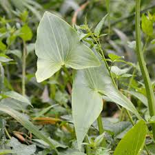 Attēlu rezultāti vaicājumam “Sagittaria sagittifolia leaf”