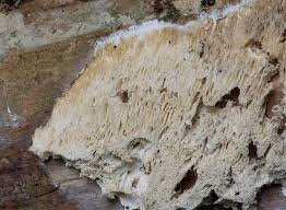 Attēlu rezultāti vaicājumam “Antrodia gossypium”