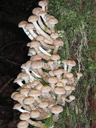 Attēlu rezultāti vaicājumam “Armillaria sp.”