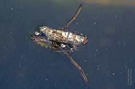 Attēlu rezultāti vaicājumam “Notonecta glauca”