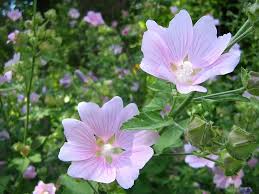 Image result for Lavatera thuringiaca