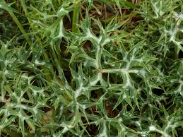 Attēlu rezultāti vaicājumam “Eryngium planum leaf”