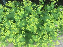 Image result for Alchemilla mollis