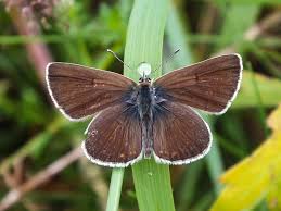 Attēlu rezultāti vaicājumam “Eumedonia eumedon”