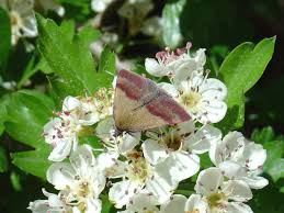 Attēlu rezultāti vaicājumam “Phytometra viridaria”