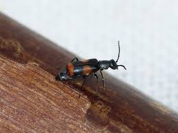 Attēlu rezultāti vaicājumam “Anthocomus fasciatus”