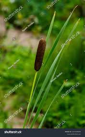 Attēlu rezultāti vaicājumam “Typhaceae”