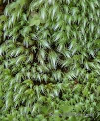 Attēlu rezultāti vaicājumam “Philonotis marchica”