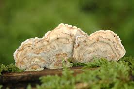 Attēlu rezultāti vaicājumam “Cerrena unicolor”