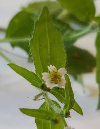 Attēlu rezultāti vaicājumam “Galinsoga quadriradiata flower”