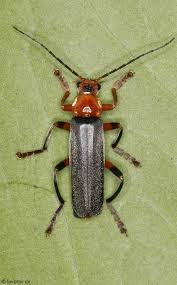 Attēlu rezultāti vaicājumam “Cantharis livida”