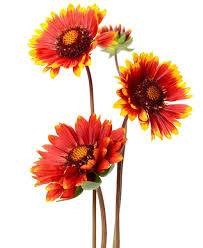 Image result for Gaillardia