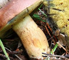 Attēlu rezultāti vaicājumam “Boletales”