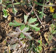 Attēlu rezultāti vaicājumam “Pimpinella saxifraga leaf”