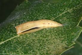 Attēlu rezultāti vaicājumam “Cyclophora albipunctata”