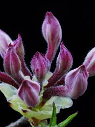 Attēlu rezultāti vaicājumam “Rhododendron periclymenoides”