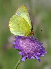 Attēlu rezultāti vaicājumam “Colias palaeno upperside”