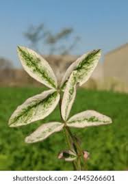 Attēlu rezultāti vaicājumam “Trifolium alpestre leaf”