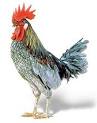  Chicken Sound Sound Clip , Quote, MP3, and Ringtone