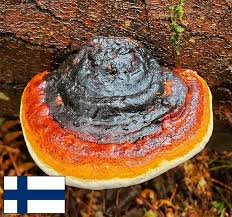 Attēlu rezultāti vaicājumam “Fomitopsis pinicola”