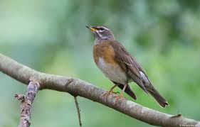 Image result for Turdus obscurus