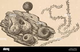 Attēlu rezultāti vaicājumam “Ophiotheca chrysosperma macro”