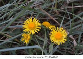 Attēlu rezultāti vaicājumam “Inula britannica flower”