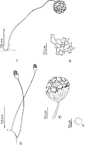Attēlu rezultāti vaicājumam “Cribraria sp.”