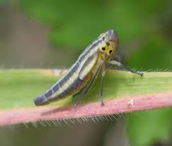 Attēlu rezultāti vaicājumam “Cicadella viridis female”